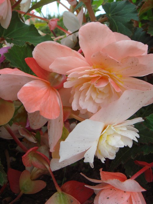 Begonia odorata fleur